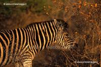 Zebra 19-33-01